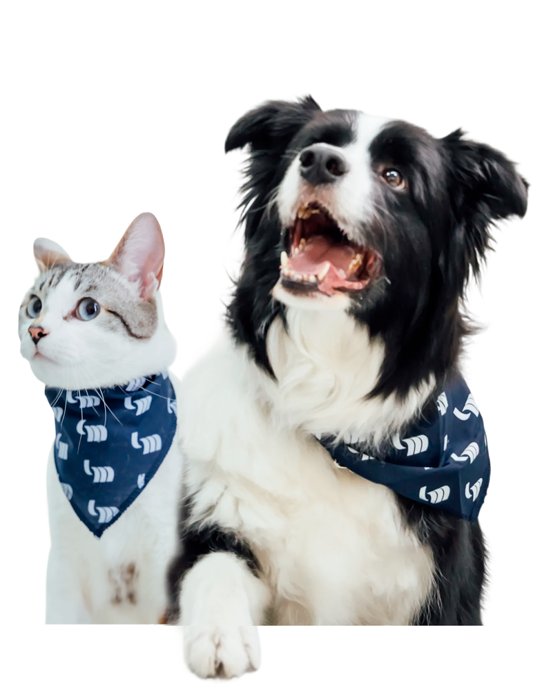 Perro y Gato